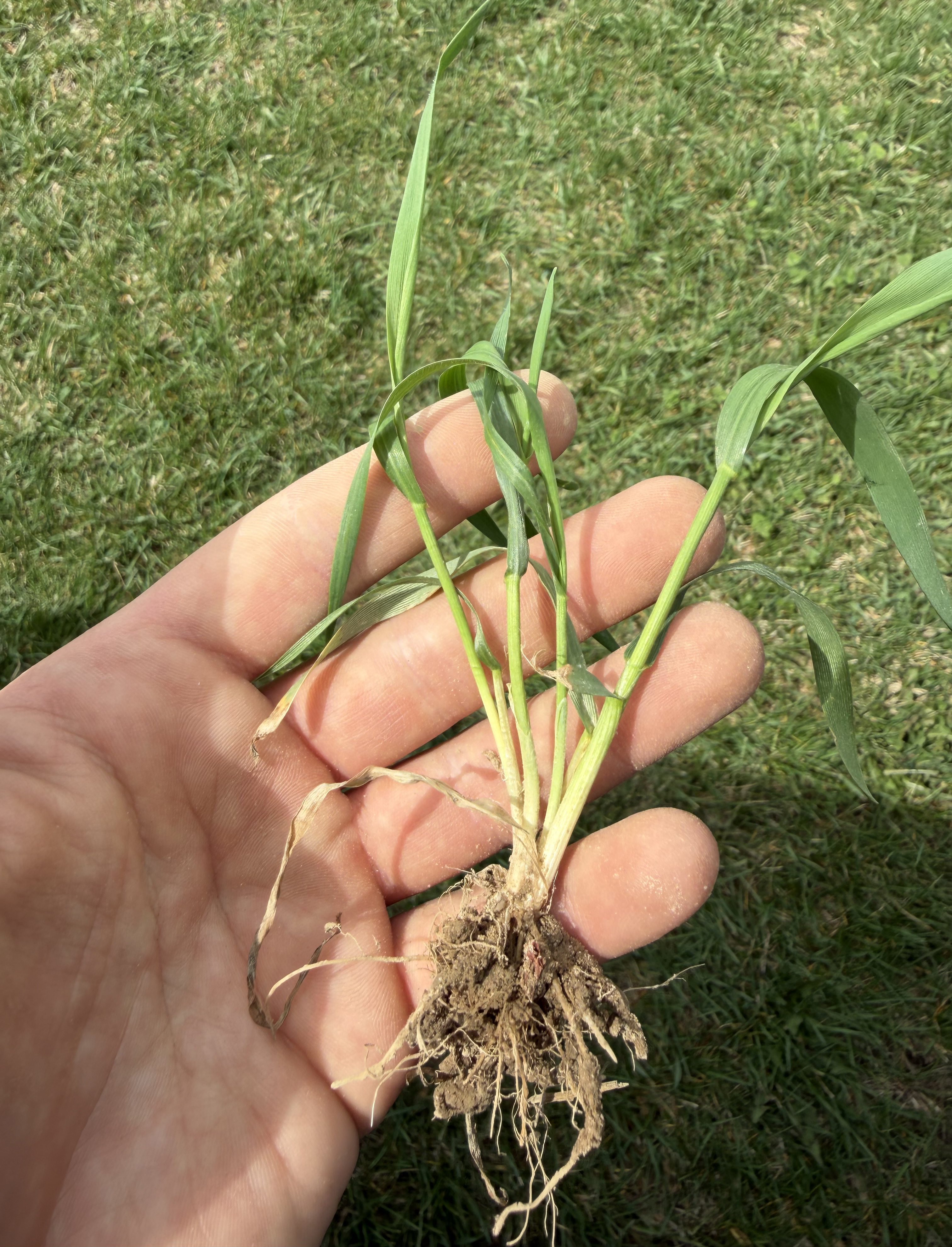 Madelyn Celvosky WW 4 13 26.jpeg